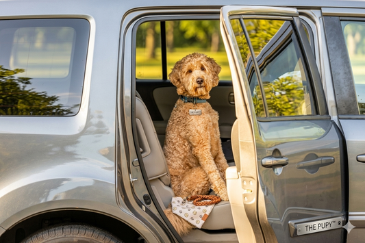 Hard Bottom vs Hammock Dog Car Seat Cover: Which One Is Right for Your Dog?